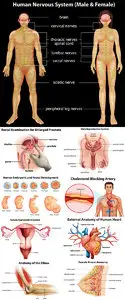 Stock: Respiratory System of Humans