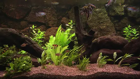 Plasma Art - Classic Aquariums / Классический аквариум (2011)