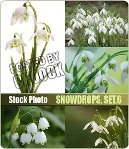 Snowdrops. Set.6 - Stock Photo