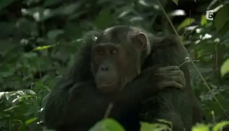 (Fr5) Les chimpanzés du Rift (2011)