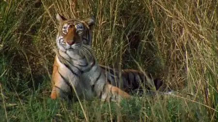 BBC Natural World - Queen of Tigers (2012)