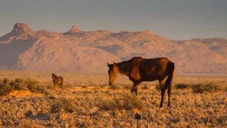 ORF - Africa's Wild West: Stallions of the Namib Desert (2014)