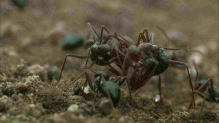 BBC Natural World - Empire of the Desert Ants (2011)