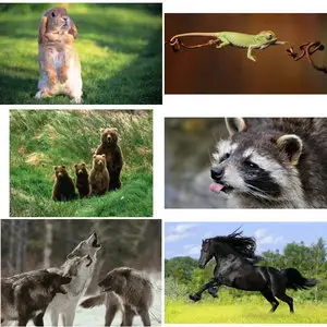 Wallpapers Animals. Set 19