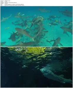 Shark Divers - Dokumentation (2011)