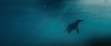 My Penguin Friend (2024)