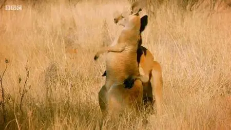 BBC - Animals Behaving Badly (2018)