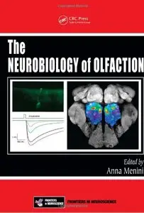 The Neurobiology of Olfaction