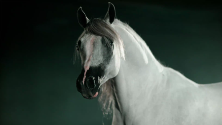 PBS - Nature: Equus Story of the Horse (2019)