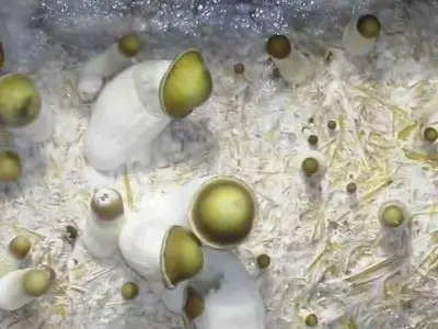 Let's Grow Mushrooms! (Instructional Video in 2DVD's)