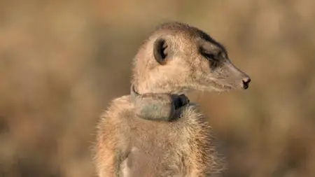 Meerkat Manor: Rise of the Dynasty S01E13