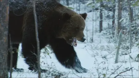 Wild Scandinavia / Wildes Skandinavien / Дикая природа Скандинавии (2011) 