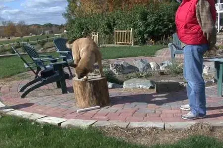 The Power of Training Dogs with Markers