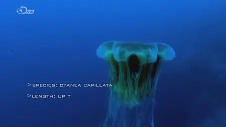 Discovery Channel - Attack of the Giant Jellyfish (2013)