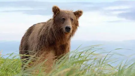 Bears (2014)