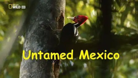 Natgeo. - Untamed Mexico (2018)