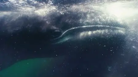 Deep Blue (2003)