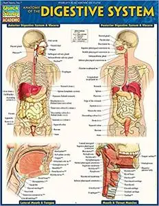 Anatomy of the Digestive System (Quick Study Academic)