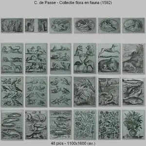 C. de Passe - Collectie flora en fauna (1592)