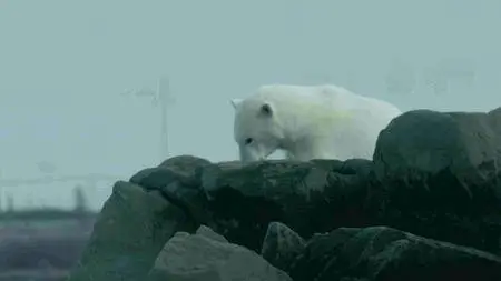 BBC - Life in Polar Bear Town (2016)