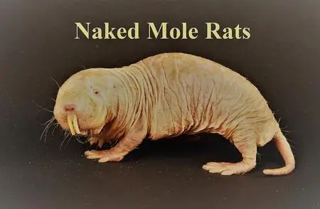 Smithsonain Ch. - Naked Mole Rats (2019)