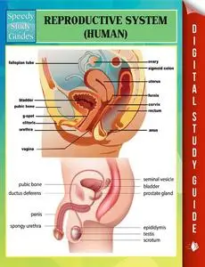 «Reproductive System (Human) Speedy Study Guides» by Speedy Publishing