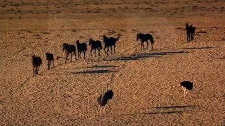 ORF - Africa's Wild West: Stallions of the Namib Desert (2014)