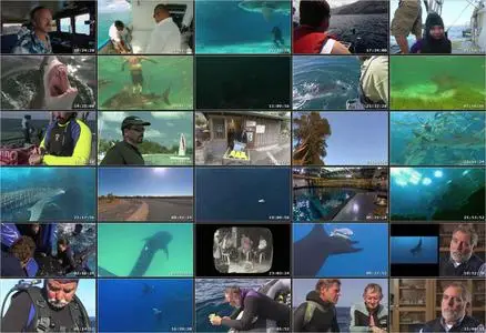 Shark Divers - Dokumentation (2011)