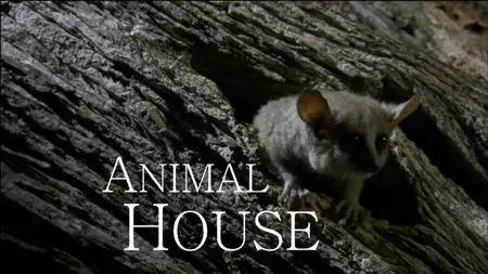 BBC Natural World - Animal House (2011)