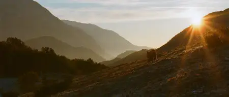 Le renard et l'enfant/The Fox & the Child (2007)