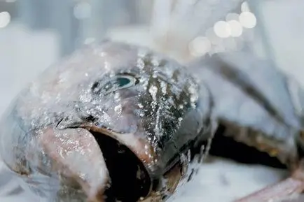We feed the world - Le marché de la faim (VO - ST FR & EN)