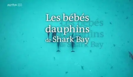 (Arte) Les bébés dauphins de Shark Bay (2016)