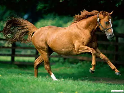 Horses - Desktop Wallpapers