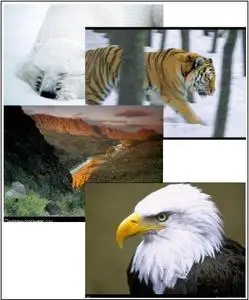 NG Wallpaper Nature Series#2