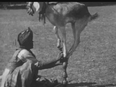BBC Storyville - The Golden Age of Circus: The Show of Shows (2016)