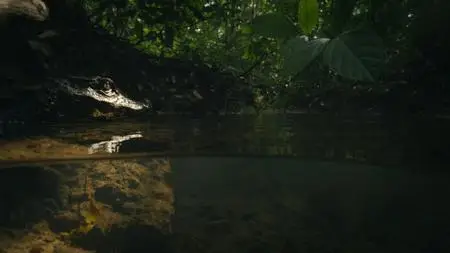 Smithsonian Ch. - Cave Crocs of Gabon (2018)