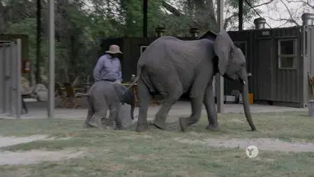 PBS NATURE - Naledi: One Little Elephant (2017)