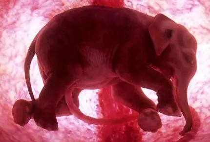 Extraordinary Animals In The Womb