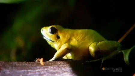 Smithsonian Channel - Mission Critical: Amphibian Rescue (2010)