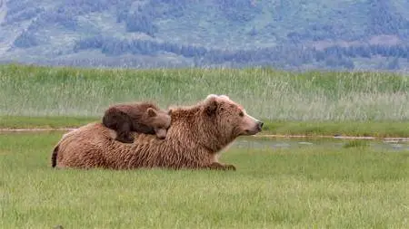 Bears (2014)
