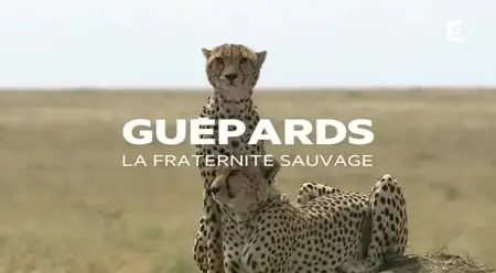 (Fr5) Guépards, la fraternité sauvage (2014)