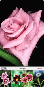 Image Source IS273 - Flowers 