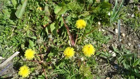 Herbal Spring Tonics And Natural Spring Cleaning