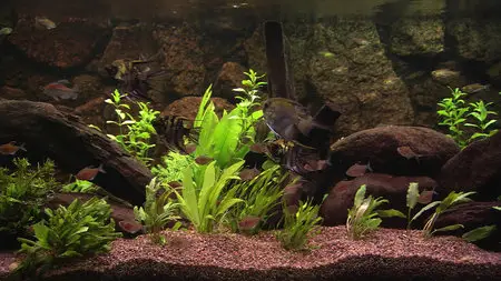Plasma Art - Classic Aquariums / Классический аквариум (2011)