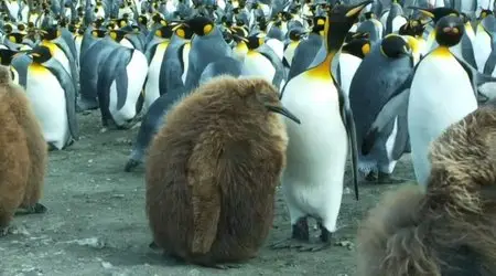 National Geographic - Light the Ocean (2012)