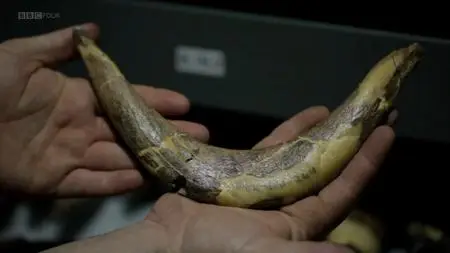 BBC Horizon - Dinosaurs: The Hunt for Life (2014)