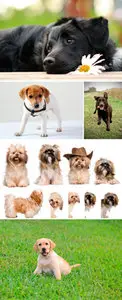 Stock Photo - Dogs