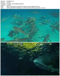 Shark Divers - Dokumentation (2011)