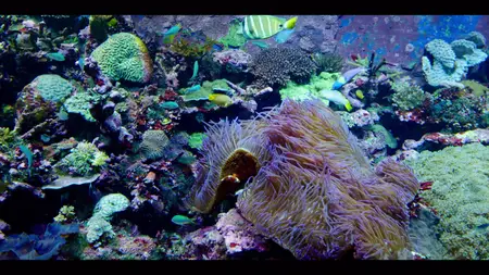 Down to Earth with Zac Efron S02E03