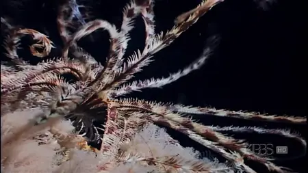 War Wrecks of the Coral Seas (2003)